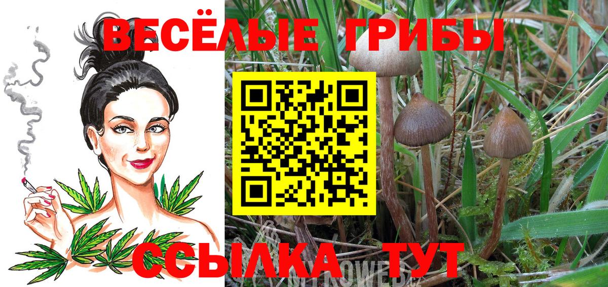 Чистополь  Псилоцибиновые грибы Magic Shrooms  Вход с VPN  Галлюциногенные грибы GOLDEN TEACHER 